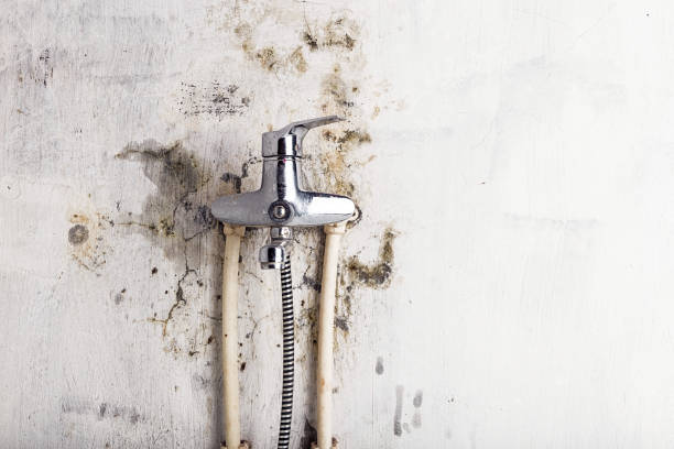 Best Mold Testing and Inspection Services in Pine Ridge, SC